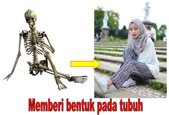 Bagian dan Fungsi Tulang Badan Manusia