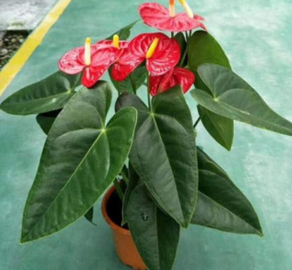 Anthurium sirih